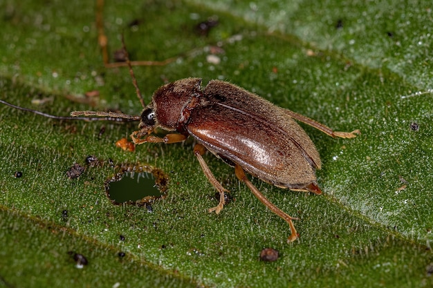 Escarabajo adulto de la familia Ptilodactylidae