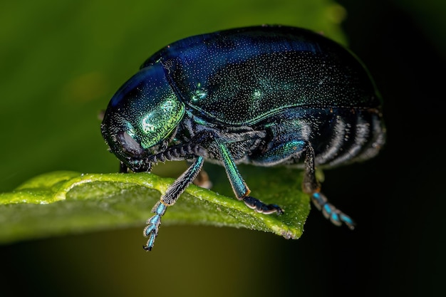 Foto escarabajo adulto de la hoja de la subfamilia cryptocephalinae