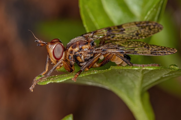 Escarabajo adulto persiguiendo a la mosca de la familia Pyrgotidae
