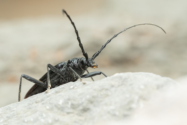 Escarabajo almizclero (Aromia moschata) sentada sobre una roca