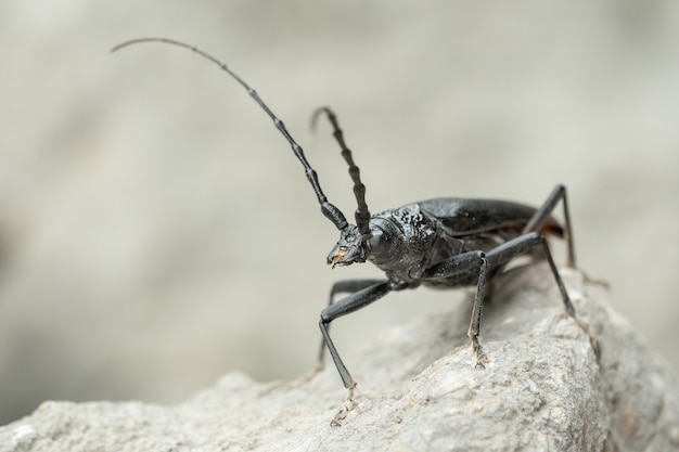 Escarabajo almizclero (Aromia moschata) sentada sobre una roca