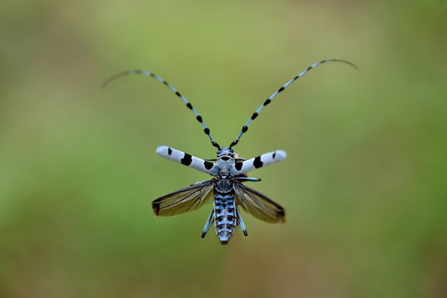 Escarabajo alpino de cuernos largos volando en la naturaleza de verano