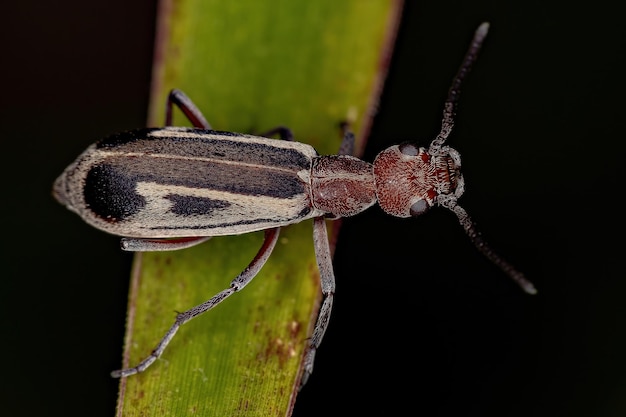 Escarabajo ampolla ardiente adulto del género Epicauta