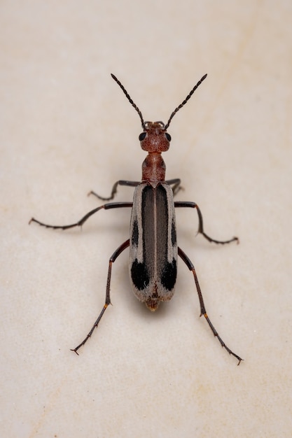 Escarabajo ampolla ardiente del género Epicauta