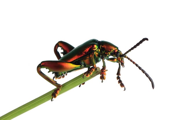Un escarabajo ancas de rana Sagra sp sobre fondo blanco escarabajo ancas de rana Sagra sp closeup