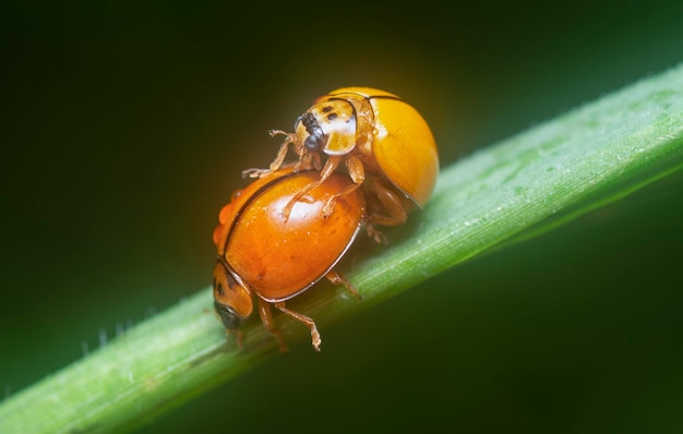 el escarabajo armonía naranja de un solo color