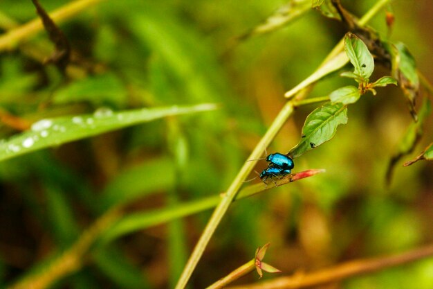 Escarabajo azul dorado enamorado