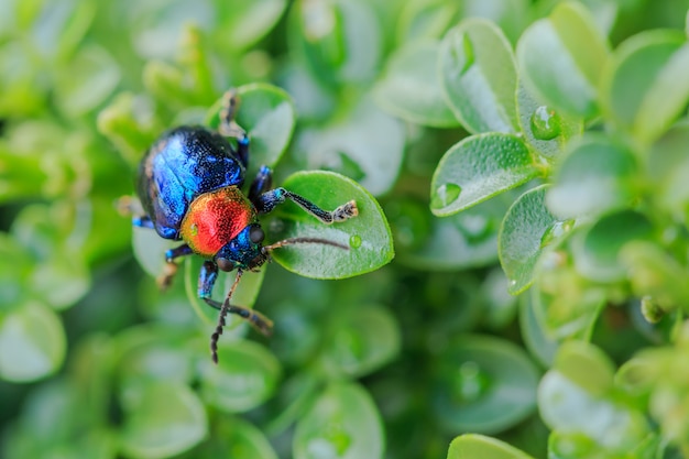 Foto escarabajo azul con gota de agua en el árbol verde