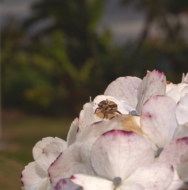 escarabajo en la base de una flor