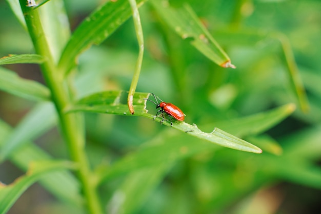 Escarabajo bombero rojo sobre hojas de lirio