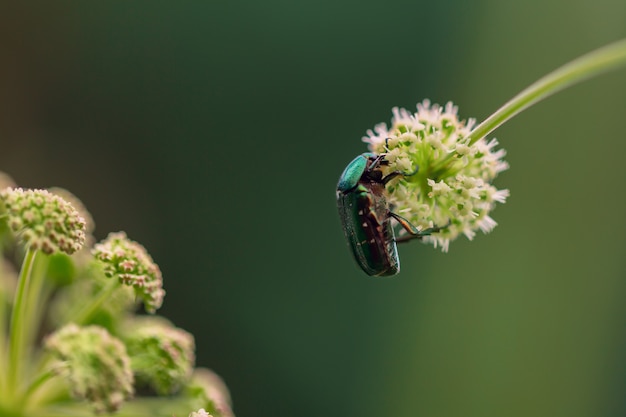 Foto escarabajo de bronce dorado en flor