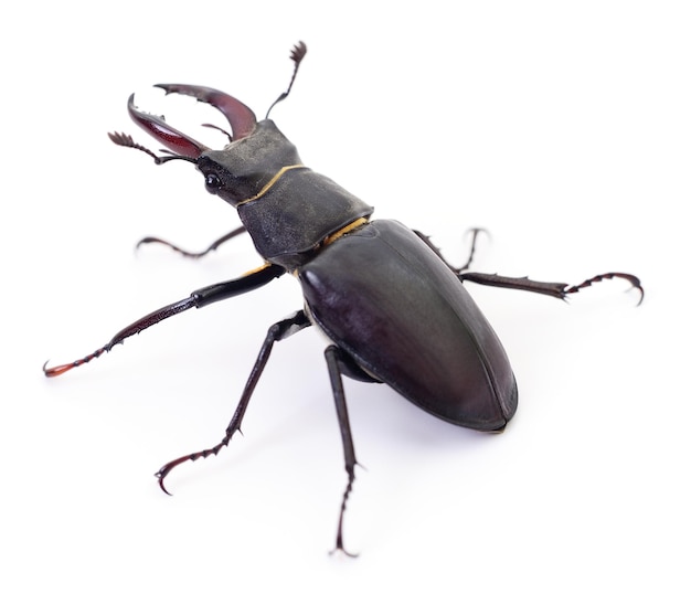 Escarabajo cerdo negro