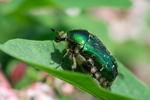 Escarabajo cetonia aurata sentado en flores espino cerrar Naturaleza backgroundx9