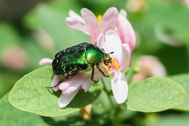 Escarabajo cetonia aurata sentado en flores espino cerrar Naturaleza backgroundx9