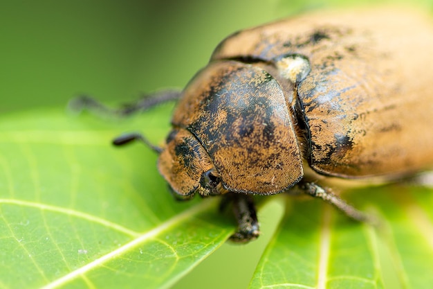 Escarabajo chafer europeo en una hoja verde primer plano partes del cuerpo frontal macro foto viejo escarabajo peludo en busca de comida