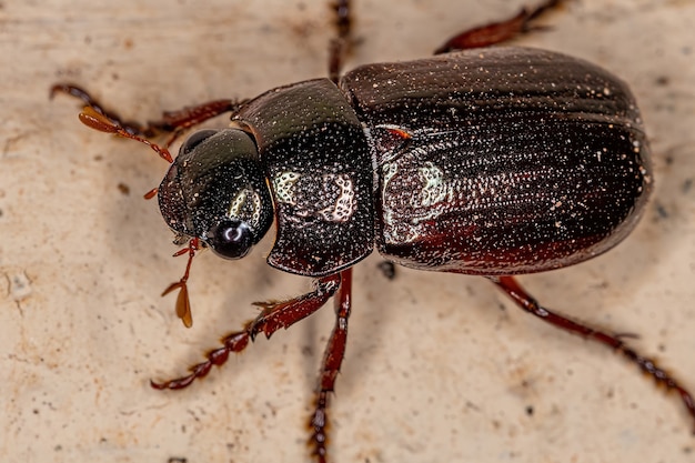 Escarabajo chafer hoja brillante adulto de la subfamilia Rutelinae