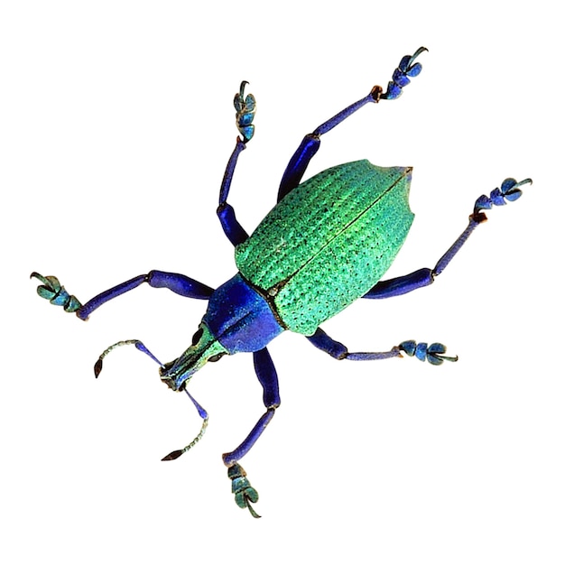 escarabajo de ciervo Los escarabajos de ciervo son una familia de aproximadamente 1200 especies de escarabajos de la familia Lucanidae cu
