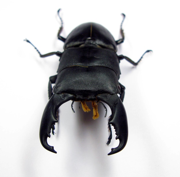 Escarabajo ciervo gigante Dorcus titanus de Indonesia aislado en blanco. Lucanidae. Escarabajos de colección.