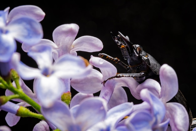 Foto escarabajo ciervo hembra sobre una flor a principios de la primavera.
