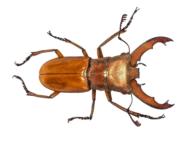 Escarabajo ciervo Lucanus cervus