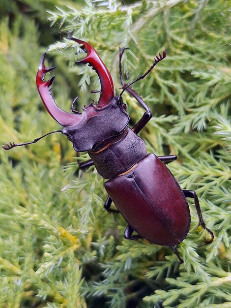 Escarabajo ciervo en una rama de thuja en la primavera en el primer plano del jardín