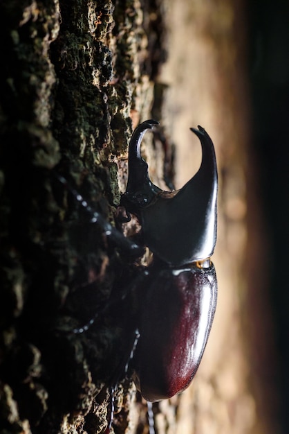 Foto escarabajo ciervo rinoceronte en el fondo de la naturaleza