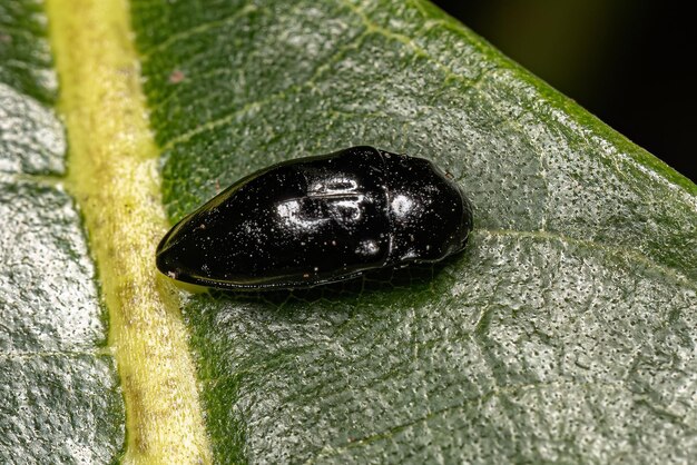 Foto escarabajo de clic negro adulto