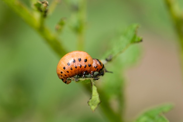 El escarabajo de Colorado come hojas de patata Las plagas jóvenes destruyen la cosecha en el campo Los parásitos en la agricultura de vida silvestre