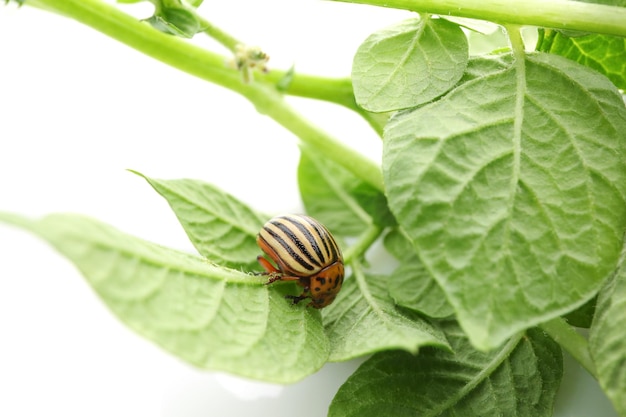 Escarabajo de Colorado y planta sobre fondo blanco