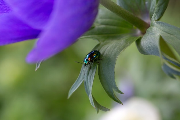 Escarabajo crisomélido espumoso en hojas de anémona azul Belleza de la naturaleza