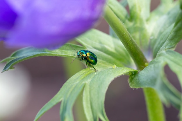 Escarabajo crisomélido espumoso en hojas de anémona azul Belleza de la naturaleza