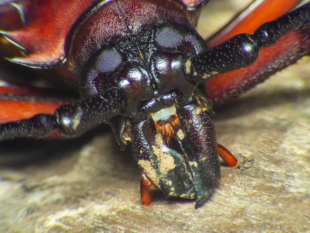 Escarabajo de cuerno largo macro, Escarabajo de cuerno largo gigante