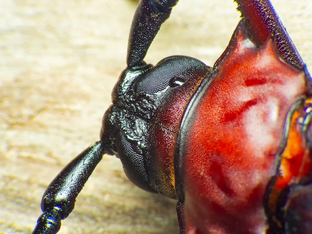 Escarabajo de cuerno largo macro, Escarabajo de cuerno largo gigante