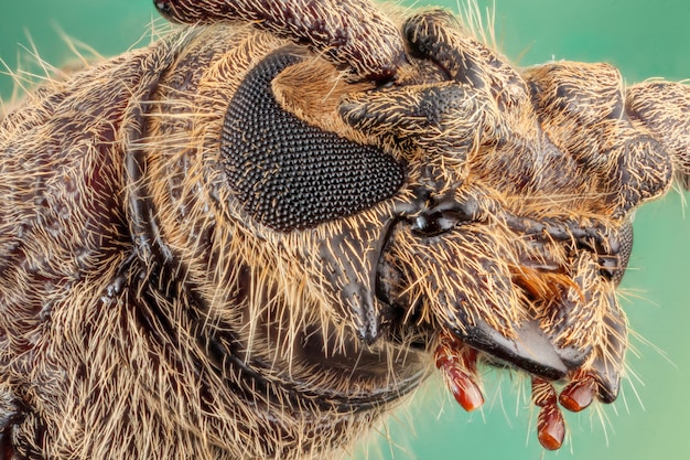 Foto escarabajo de cuernos largos. macrofotografía