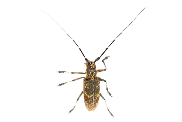 Escarabajo de cuernos largos o longicorn Cerambycidae aislado sobre fondo blanco.