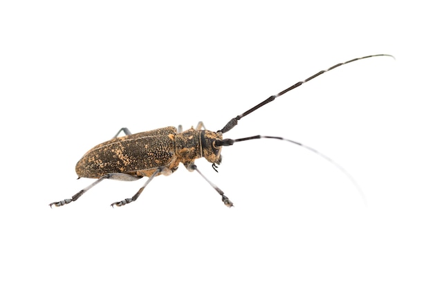 Escarabajo de cuernos largos o longicorn Cerambycidae aislado sobre fondo blanco.