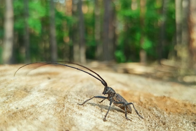 Escarabajo de cuernos largos de pie en una superficie de madera Insecto con bigotes largos