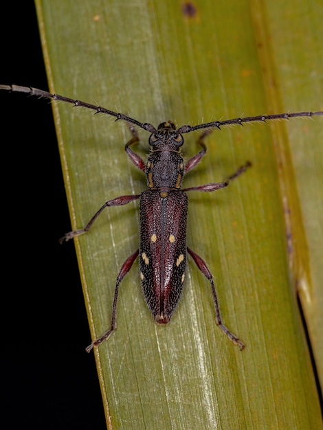 Escarabajo de cuernos largos típico adulto de la especie Ambonus electus
