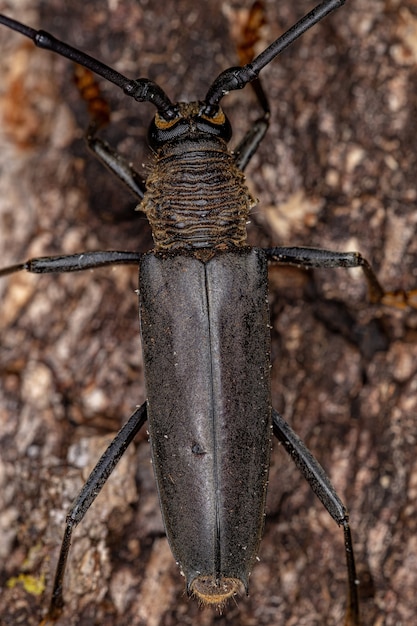 Escarabajo de cuernos largos típico adulto de la subfamilia Cerambycinae
