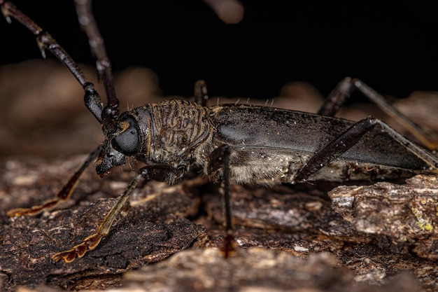 Escarabajo de cuernos largos típico adulto de la subfamilia Cerambycinae