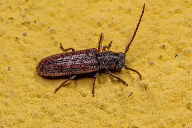 Escarabajo de cuernos largos típico adulto