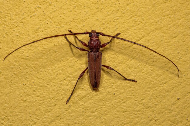 Escarabajo de cuernos largos típico adulto