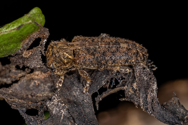 Escarabajo de cuernos largos típico adulto