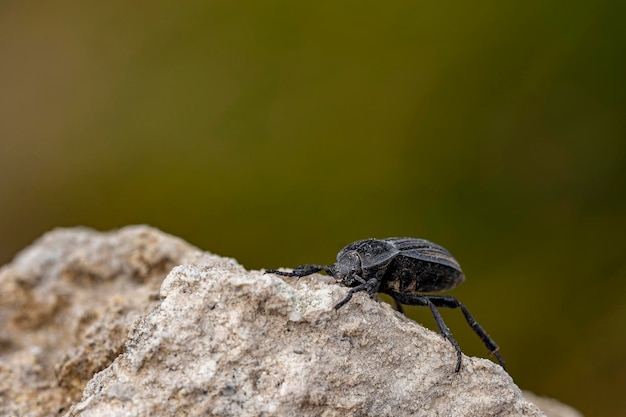 Escarabajo de la familia Tenebrionidae subfamilia Pimeliinae Alphasida Bald