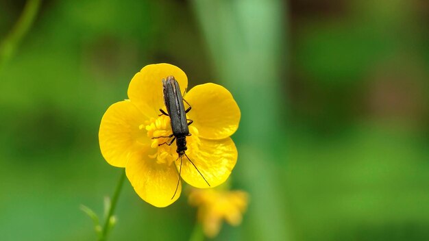 Escarabajo en flor amarilla