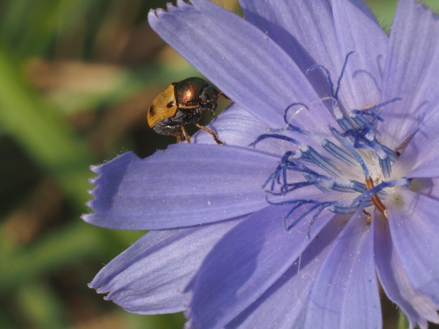 un escarabajo en una flor