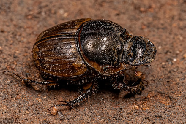 Escarabajo Gacela Adulto