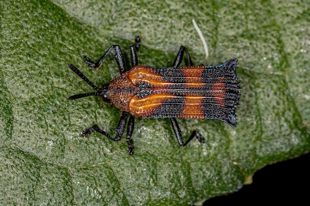 Escarabajo de hoja adulto de la tribu Chalepini