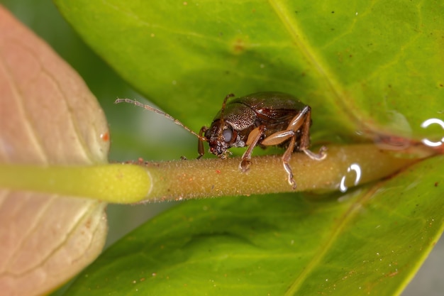 Escarabajo de las hojas adultas del género Colaspis