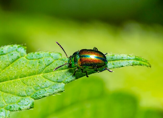 Escarabajo de hojas de nettle